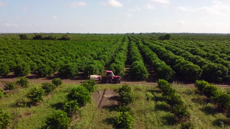Tractor-De-Vista-Aérea-Que-Conduce-En-La-Granja-Y-El-Cultivo-Con-Grandes-Plantas-Verdes