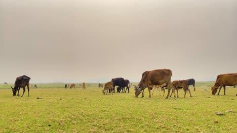 A-herd-of-cows-and-calves-graze-on-lush-Asian-grassland,-surrounded-by-a-grey-sky