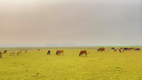A-herd-of-cows-grazes-on-a-green-meadow-under-a-grey-sky,-bathed-in-soft-light