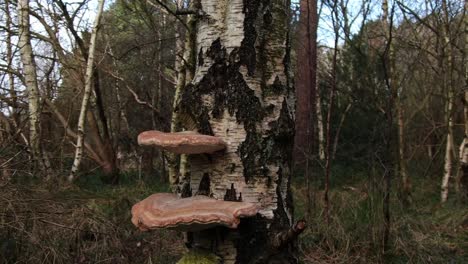 Birch-bracket-fungi-on-a-silver-birch-tree-in-woodland-in-autumn,-England