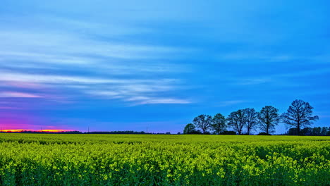 Timelapse-Colorful-sunset-above-a-rapeseed-field-on-a-windless-day