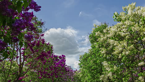 Colorful-purple-and-white-flowers-in-small-trees-moving