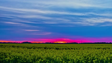 Zeitrafferaufnahme-Eines-Gelben-Rapsfeldes-Mit-Violettem-Sonnenuntergang-Am-Himmel-Im-Hintergrund