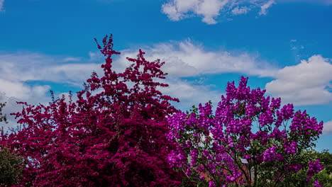 Zeitrafferaufnahme-Von-Sich-Wiegenden-Bäumen-Mit-Rosa-Und-Roten-Blättern-Vor-Blauem-Himmel
