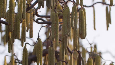 Mittlere-Nahaufnahme-Vieler-Blüten,-Die-Ende-Februar-An-Einem-Haselnussbaum-Hängen