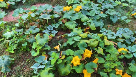 A-panning-shot-of-pumpkin-leaves,-yellow-flowers,-and-vegetable-herbs