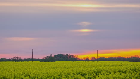 Zoom-out-time-lapse-shot-of-yellow-rape-field-during-orange-colored-sunset-behind-cloudscape