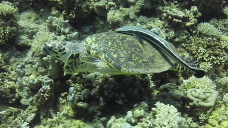 Sea-Turtle-in-the-Coral-Reef-of-The-Red-Sea-of-Egypt
