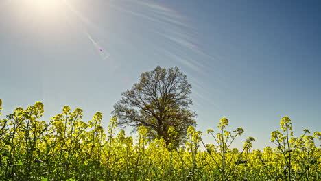 Timelapse-of-moving-rapeseed-in-the-wind-while-the-bright-sun-moves-upwards