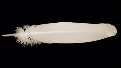 A-looped-video-with-alpha-of-a-white-pigeon-feather-rolling