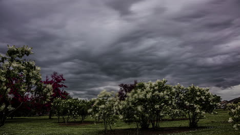 Motion-blur-timelapse-of-trees-with-colorful-flowers-moving-on-a-cloudy-day