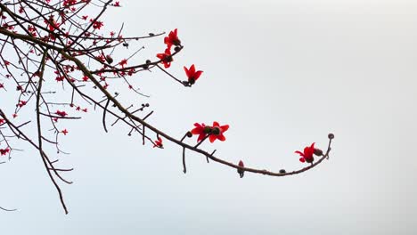 Eine-Rotierende-Aufnahme-Fängt-Die-Atemberaubenden-Blüten-Eines-Roten-Seidenbaumwollbaums-Ein,-Dessen-Zarte-Blütenblätter-Anmutig-Fallen
