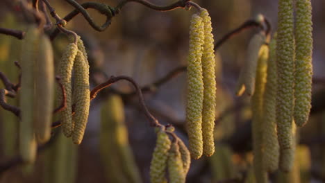 Close-up-shot-of-green-hazel-blossom-hanging-on-a-branch-in-beautiful-evening-light