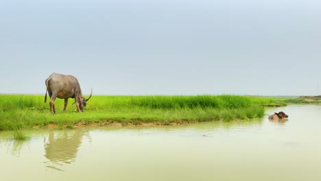 A-water-buffalo-grazes-on-lush-green-grass-near-a-pond,-while-another-bathes,-reflecting-a-serene-Asian-tourist-scene