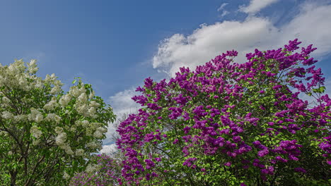 Colorful-purple-and-white-flowers-in-small-trees-moving