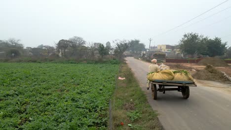 bullock-cart-moving-front-from-back-to-side-wide-view