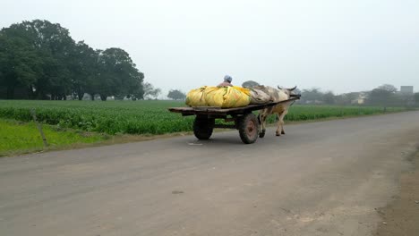 bullock-cart-moving-front-from-back-wide-view