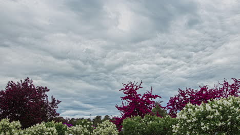Motion-blur-timelapse-of-trees-with-purple-and-white-flowers-moving-on-a-cloudy-day