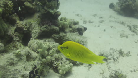 Schleuder-Lippfisch-Im-Korallenriff-Des-Roten-Meeres,-Bereitet-Sich-Auf-Die-Jagd-Auf-Eine-Mahlzeit-Vor-Und-Vergrößert-Seinen-Kiefer-4k