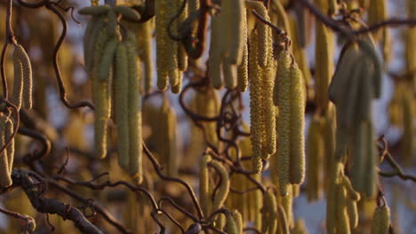 Green-hazel-blossoms-moving-in-the-wind-on-a-sunny-evening-in-late-February