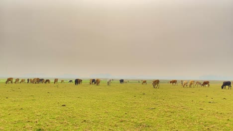 A-beautiful-panning-shot-captures-a-herd-of-cows-grazing-on-a-lush-green-meadow-under-a-grey-sky,-bringing-the-peaceful-tranquility-of-nature-to-your-project