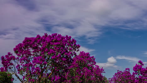Motion-blur-timelapse-of-a-purple-tree-moving-in-the-wind