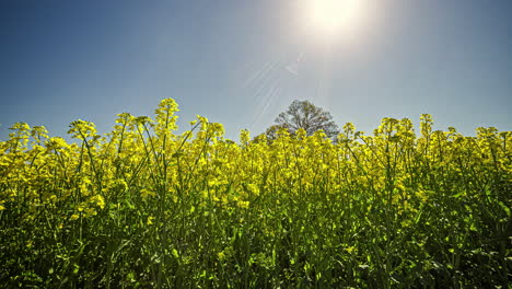 Zeitrafferaufnahme-Eines-Gelben-Rapsfeldes-Vor-Blauem-Himmel-Und-Sonnenlicht-Im-Frühling