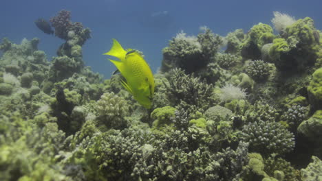 Schleuder-Lippfisch-Im-Korallenriff-Des-Roten-Meeres,-Bereitet-Sich-Auf-Die-Jagd-Auf-Eine-Mahlzeit-Vor-Und-Vergrößert-Seinen-Kiefer-4k