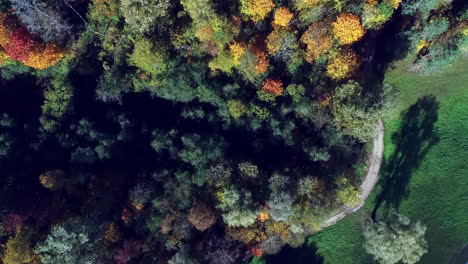 Birdseye-view-of-autumn-colored-trees-in-a-dense-forest
