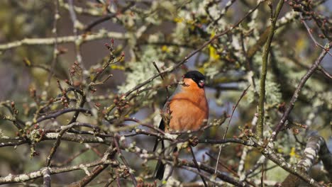 Slow-motion-shot-of-a-male-eurasian-bullfinch,-pyrrhula-aurantiaca-with-black-mask-and-orange-plumage-perching-on-tree-branch,-feeding-on-berries,-hopping-from-twig-to-twig-in-its-natural-habitat