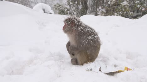 Rhesus-macaque-monkey--in-Snowfall