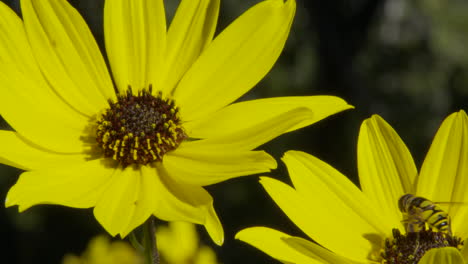 Biene-Auf-Einer-Gelben-Blume,-Nahaufnahme