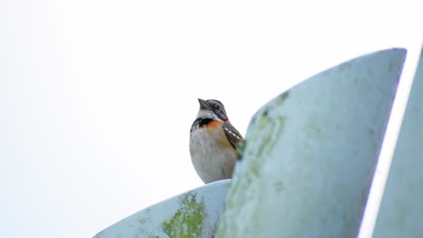 House-sparrow-fly-away-Savannah-sparrow-cute-little-bird-birds-background