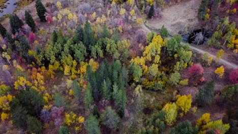 Dunkler,-Tiefer-Wald-Zur-Blauen-Stunde-Mit-Goldenen-Espenbäumen-Im-Snow-Basin-Utah---Luftaufnahmeneigung