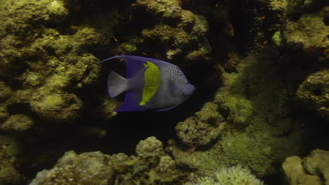 Arabischer-Winkelfisch-Im-Korallenriff-Des-Roten-Meeres-In-Ägypten