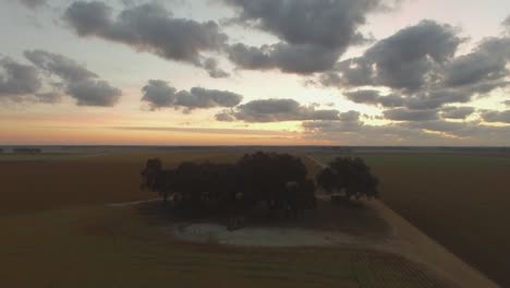 A-group-of-trees-in-the-middle-of-southern-farm-fields-at-sunrise