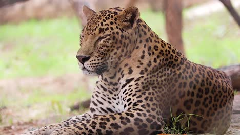 close-up-video-of-Indian-Leopard,-relaxing-in-the-wild-environment,-looking-right-and-left,-jungle,-frost,-India