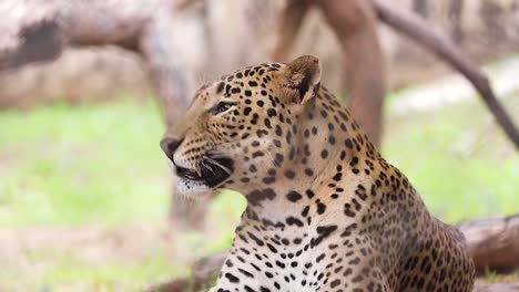 Leopardo-Indio-Guiñando-En-La-Escarcha,-Leopardo-Aburrido-En-La-Jungla,-Animal-Salvaje