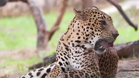 Indian-Leopard,-liking-and-looking-in-different-direction,-in-the-wild,-frost,-Close-Up