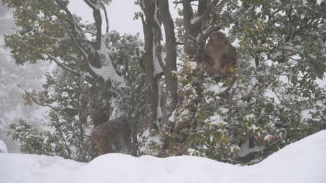 Rhesus-macaque-monkey--climbing-on-tree-in-Snowfall