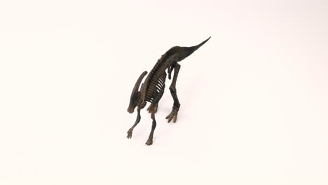 Parasaurolophus-Skeleton-on-white-background-4K
