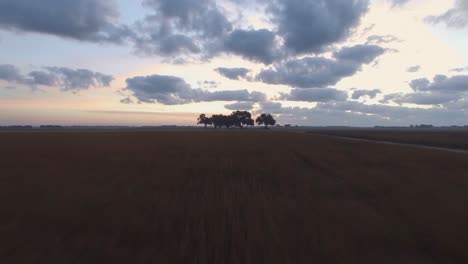 Bei-Sonnenaufgang-über-Einem-Grasfeld-In-Richtung-Einer-Baumgruppe-Auf-Den-Südlichen-Feldern-Fliegen