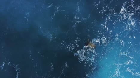 lonely-hawaiian-sea-turtle-moving-around-in-the-bright-blue-water-of-honolulu-hawaii-at-spitting-cave---AERIAL-TOP-DOWN