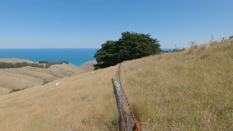 Old-fence-contrasts-with-golden-grass-and-blues-of-ocean-and-sky-in-summertime---Bossu-Road,-Canterbury