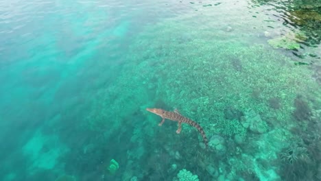 Aerial-Drone-View-of-One-Saltwater-Crocodile-in-the-Sea-of-Raja-Ampat,-floating-in-the-water,-Warm-Blooded-Animal,-Indonesia