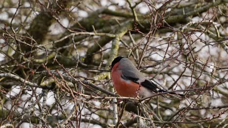 Slow-motion-close-up-shot-capturing-a-wild-male-eurasian-bullfinch,-pyrrhula-aurantiac-perching-on-leafless-tree-branch,-dropping-faeces,-spread-its-wings-and-fly-away-in-its-natural-habitat
