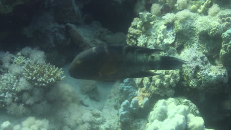Rotbrust-Lippfische-Im-Korallenriff-Des-Roten-Meeres-In-Ägypten