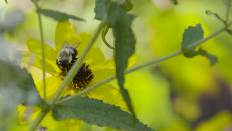 Bumble-Bee-on-a-yellow-flower,-tight-shot