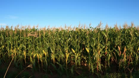 Cornfield-with-green-ears-of-corn,-sunlight