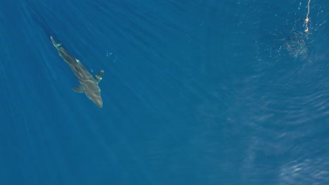 Luftbild,-Drohnenaufnahme-Eines-Weißen-Hais,-Carcharodon-Carcharias,-Der-Versucht,-Ein-Stück-Köder-Auf-Der-Insel-Guadalupe,-Mexiko,-Zu-Fangen